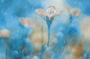 Dreamy Blue Bloom by Delphine Devos