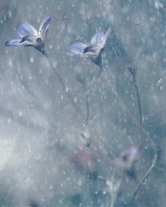 Dreamy Blue Blooms by Delphine Devos