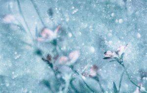 Dreamy Blue Flowers by Delphine Devos
