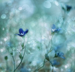 Dreamy Blue Flowers by Delphine Devos