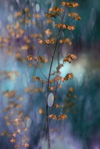 Dreamy Botanical Bokeh by Delphine Devos