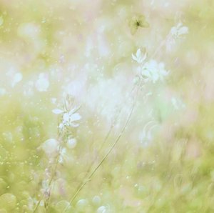 Dreamy Pastel Flowers by Delphine Devos