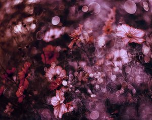 Ethereal Flower Field by Delphine Devos