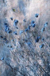 Faded Blue Blooms