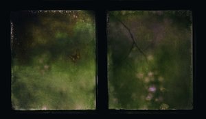 Faded Butterfly Dream by Delphine Devos