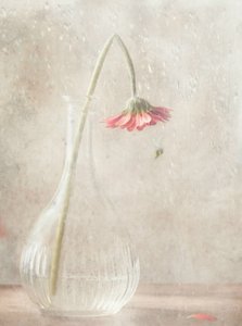 Fading Pink Bloom by Delphine Devos