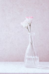 Flowers in Love by Delphine Devos