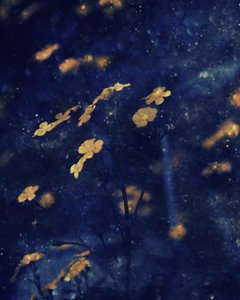 Golden Blossoms Night Sky by Delphine Devos