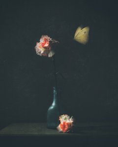 Moody Carnation Butterfly by Delphine Devos