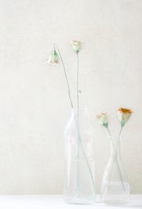 Pale Blossoms in Glass