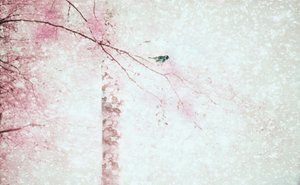 Pink Blossoms Bird by Delphine Devos