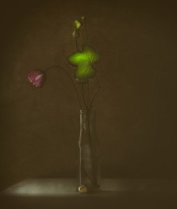 Quiet Bloom and Leaf by Delphine Devos