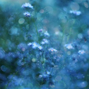 Soft Blue Bokeh Flowers by Delphine Devos