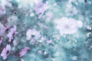 Soft Pastel Cosmos Flowers