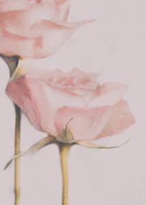 Soft Pink Roses by Delphine Devos
