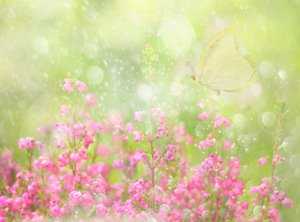 Soft Summer Butterfly by Delphine Devos