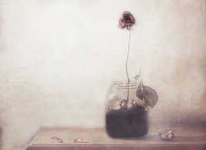 Solitary Faded Rose by Delphine Devos