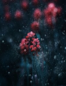 Sparkling Dark Bloom by Delphine Devos