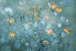 Sparkling Yellow Blooms