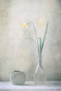 Spring Daffodil Butterfly