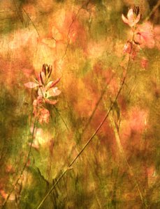 Warm Autumn Wildflowers by Delphine Devos