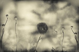Faded Poppy Dream by Desislava Ignatova