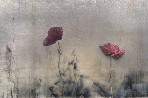 Moody Red Poppies by Desislava Ignatova