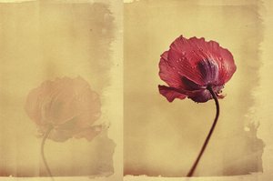 Vintage Poppy Dream by Desislava Ignatova