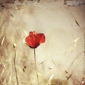 Vintage Red Poppy by Desislava Ignatova