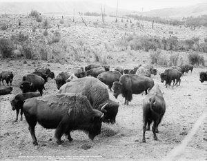 Roosevelt, King of Herd, at Bay, and Carrie Nation, Dehorned