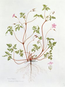 Herb Robert