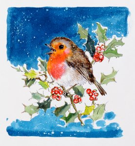 Robin Red-breast