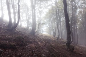 Road to Roncesvalles, 2016