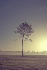 Tree on the Road, 2016