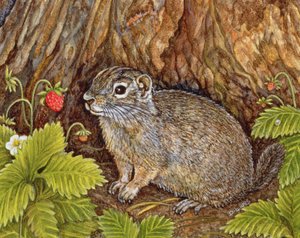 Eagle Creek, Wild Strawberry, Ground Squirrel by Ditz
