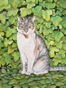 Ivy