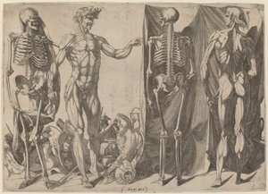 Skeletons and Flayed Figures by Domenico del Barbiere