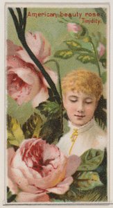 American Beauty Rose: Timidity, from the series Floral Beauties and Language of Flowers by Donaldson Brothers