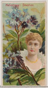 Heliotrope: Devotion, from the Series Floral Beauties and Language of Flowers N75 for Du