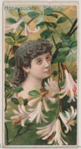 Honeysuckle: Fidelity, from the series Floral Beauties and Language of Flowers