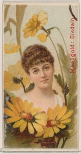 Marigold: Disdain, from the series Floral Beauties and Language of Flowers N75 for Duke by Donaldson Brothers