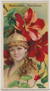 Nasturtium: Patriotism, from the series Floral Beauties and Language of Flowers N75, 1892 by Donaldson Brothers
