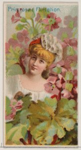 Primrose: Flirtation, from the series Floral Beauties and Language of Flowers N75 for Du... by Donaldson Brothers