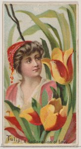 Tulip: A Declaration of Love, from the series Floral Beauties and Language of Flowers N75, 1892 by Donaldson Brothers