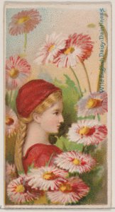 Wild English Daisy: Daintiness, from the series Floral Beauties and Language of Flowers, 1892 by Donaldson Brothers