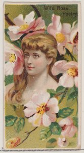 Wild Rose: Poetry, from the Series Floral Beauties and Language of Flowers