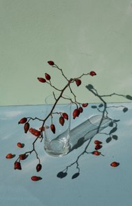 Rose Hips Still Life by Donatella Basso