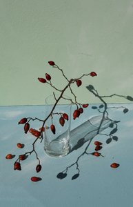 Rosehips and Shadows by Donatella Basso