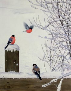 Bullfinches on a Snowy Fence