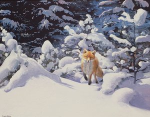 Fox in Deep Snow with Fir Trees